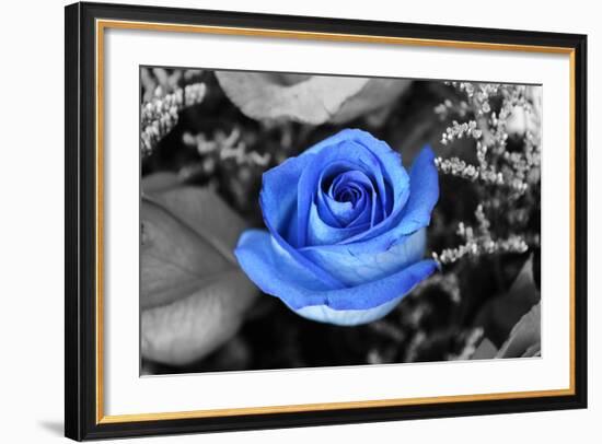 Blue Rose-null-Framed Photo