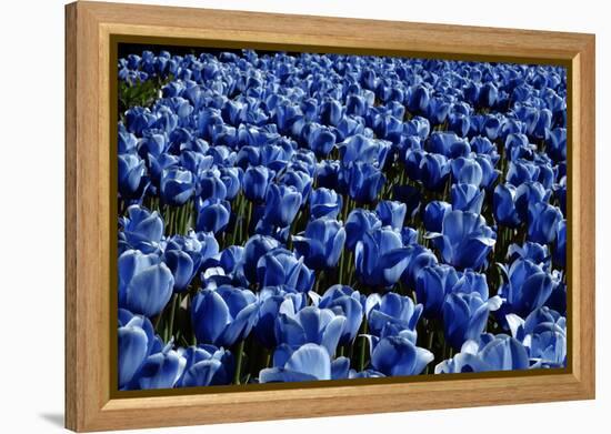 Blue Roses Madison Square Park NYC-null-Framed Stretched Canvas