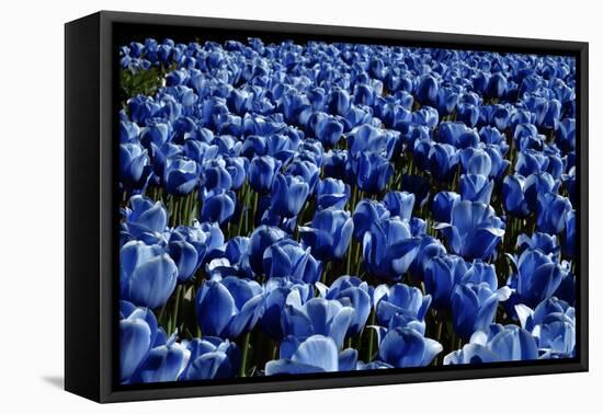 Blue Roses Madison Square Park NYC-null-Framed Stretched Canvas