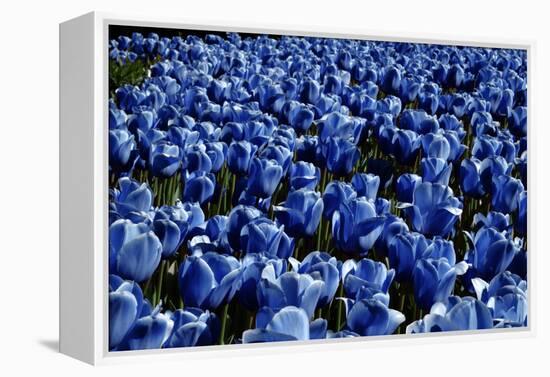 Blue Roses Madison Square Park NYC-null-Framed Stretched Canvas