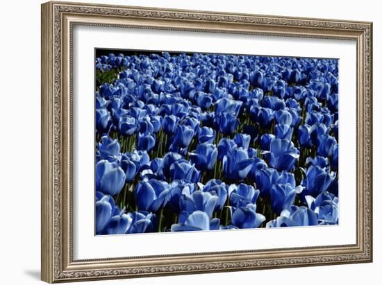 Blue Roses Madison Square Park NYC-null-Framed Photo