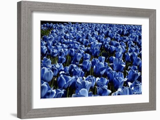 Blue Roses Madison Square Park NYC-null-Framed Photo
