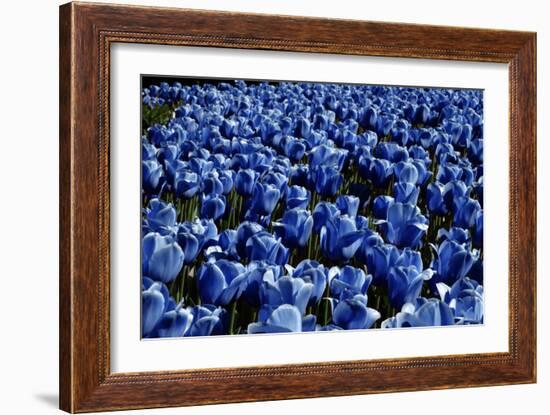 Blue Roses Madison Square Park NYC-null-Framed Photo