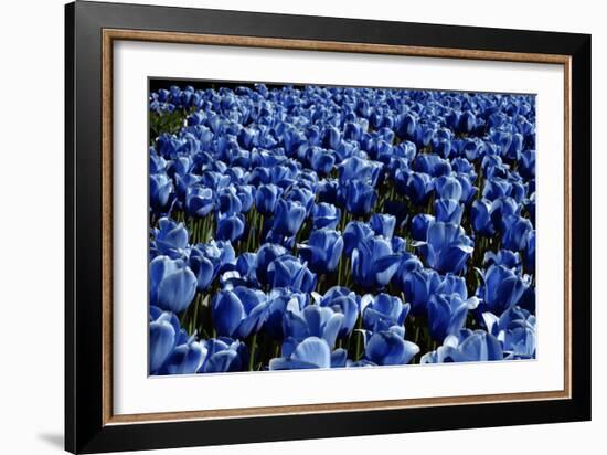 Blue Roses Madison Square Park NYC-null-Framed Photo