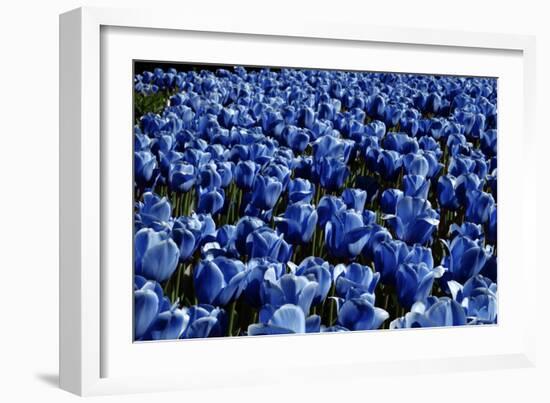 Blue Roses Madison Square Park NYC-null-Framed Photo