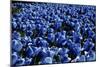 Blue Roses Madison Square Park NYC-null-Mounted Photo
