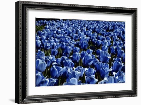 Blue Roses Madison Square Park NYC-null-Framed Photo