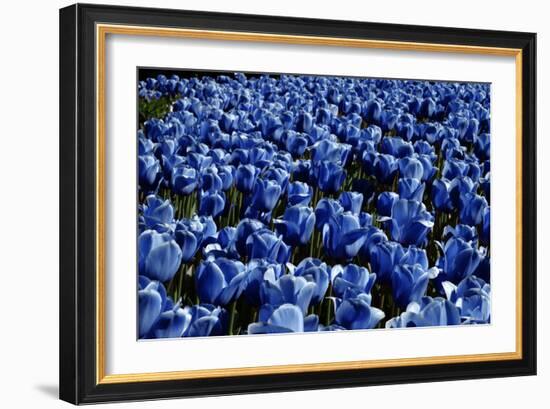 Blue Roses Madison Square Park NYC-null-Framed Photo