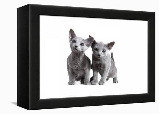 Blue Russia Cat-Fabio Petroni-Framed Premier Image Canvas