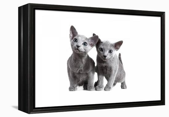 Blue Russia Cat-Fabio Petroni-Framed Premier Image Canvas