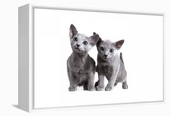 Blue Russia Cat-Fabio Petroni-Framed Premier Image Canvas