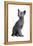 Blue Russia Cat-Fabio Petroni-Framed Premier Image Canvas