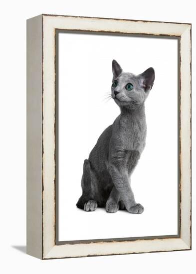 Blue Russia Cat-Fabio Petroni-Framed Premier Image Canvas