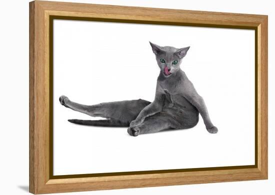 Blue Russia Cat-Fabio Petroni-Framed Premier Image Canvas