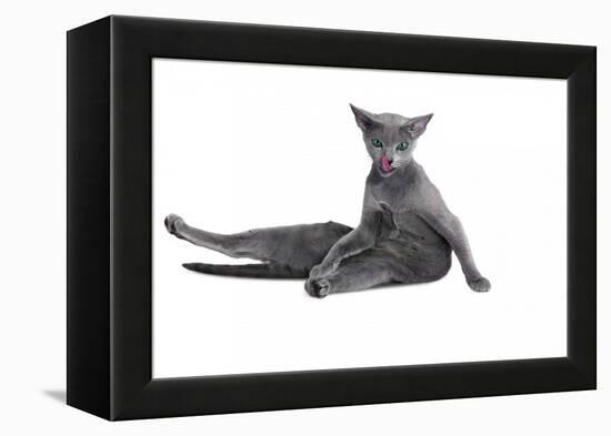 Blue Russia Cat-Fabio Petroni-Framed Premier Image Canvas