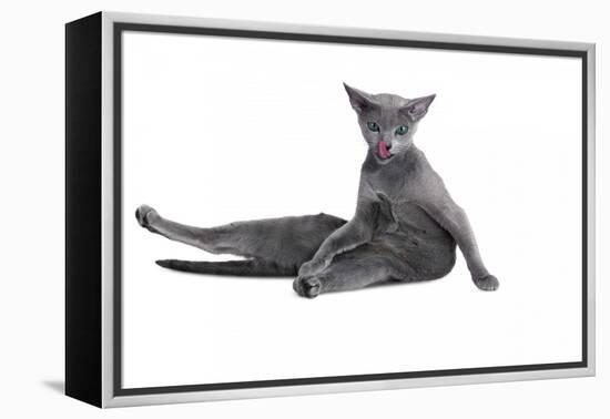 Blue Russia Cat-Fabio Petroni-Framed Premier Image Canvas