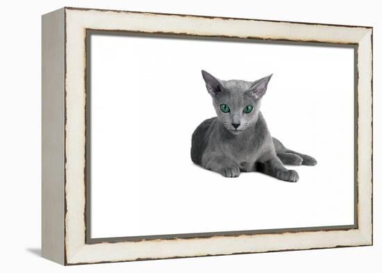 Blue Russia Cat-Fabio Petroni-Framed Premier Image Canvas