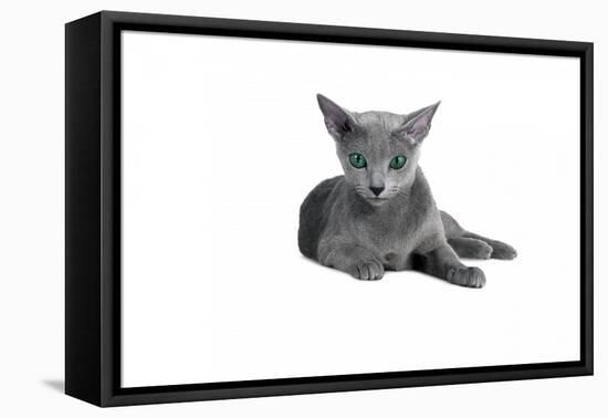 Blue Russia Cat-Fabio Petroni-Framed Premier Image Canvas