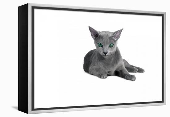 Blue Russia Cat-Fabio Petroni-Framed Premier Image Canvas