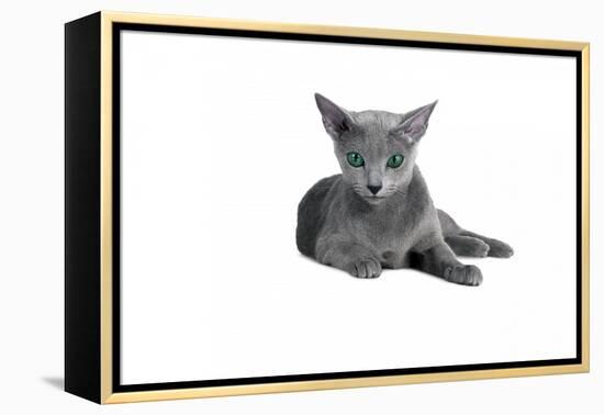 Blue Russia Cat-Fabio Petroni-Framed Premier Image Canvas