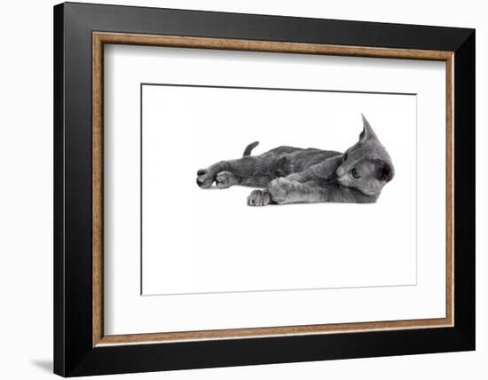 Blue Russia Cat-Fabio Petroni-Framed Photographic Print