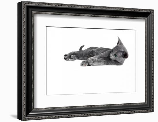 Blue Russia Cat-Fabio Petroni-Framed Photographic Print