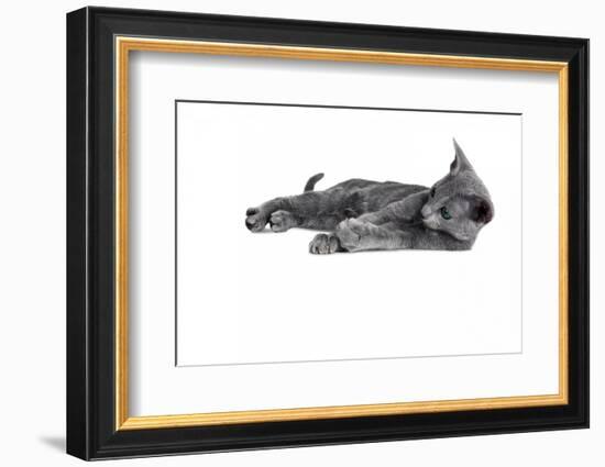 Blue Russia Cat-Fabio Petroni-Framed Photographic Print