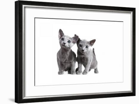 Cat PFP | Photographic Print