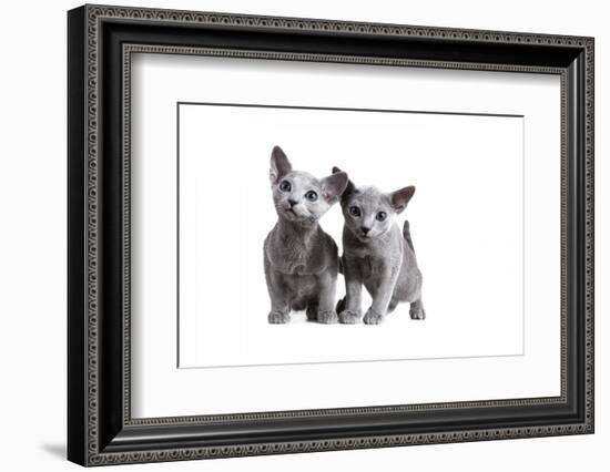 Blue Russia Cat-Fabio Petroni-Framed Photographic Print