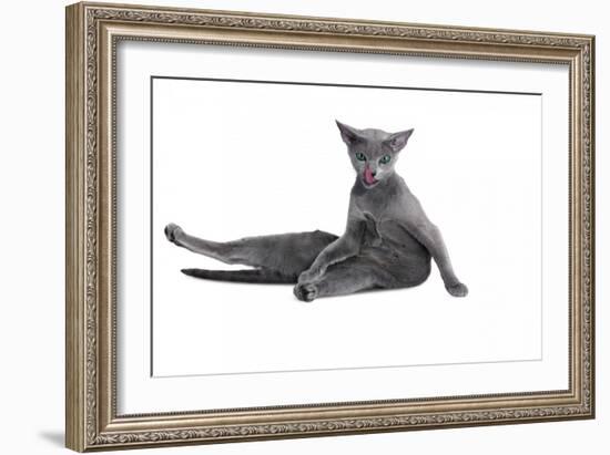 Blue Russia Cat-Fabio Petroni-Framed Photographic Print