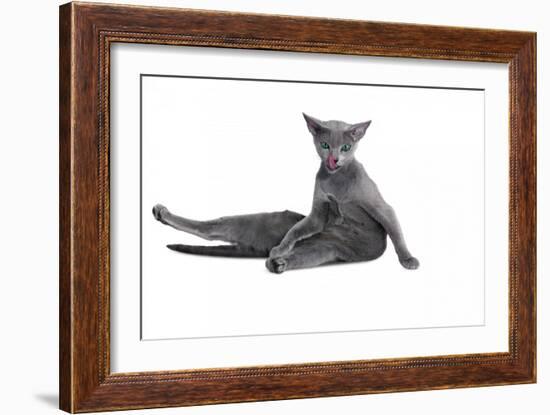 Blue Russia Cat-Fabio Petroni-Framed Photographic Print