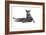 Blue Russia Cat-Fabio Petroni-Framed Photographic Print