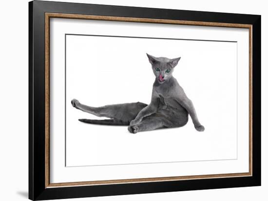 Blue Russia Cat-Fabio Petroni-Framed Photographic Print