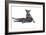 Blue Russia Cat-Fabio Petroni-Framed Photographic Print