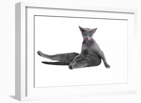 Blue Russia Cat-Fabio Petroni-Framed Photographic Print