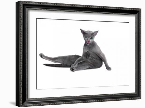 Blue Russia Cat-Fabio Petroni-Framed Photographic Print