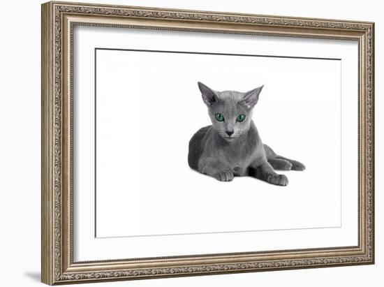 Blue Russia Cat-Fabio Petroni-Framed Photographic Print