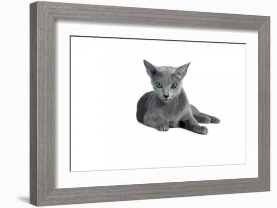 Blue Russia Cat-Fabio Petroni-Framed Photographic Print