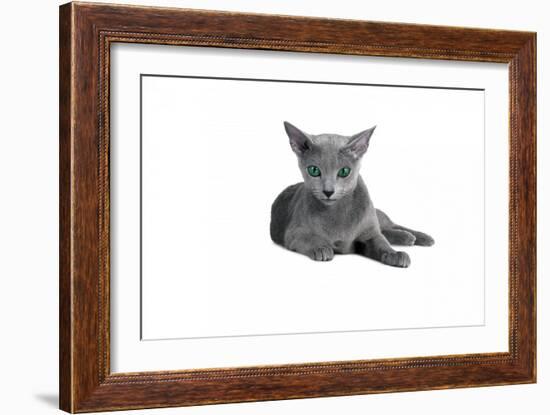 Blue Russia Cat-Fabio Petroni-Framed Photographic Print