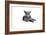 Blue Russia Cat-Fabio Petroni-Framed Photographic Print