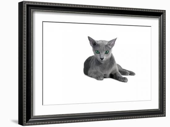 Blue Russia Cat-Fabio Petroni-Framed Photographic Print