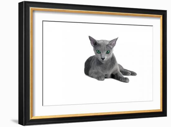 Blue Russia Cat-Fabio Petroni-Framed Photographic Print