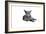 Blue Russia Cat-Fabio Petroni-Framed Photographic Print