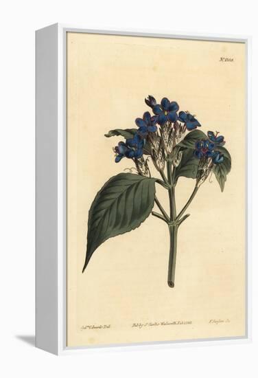 Blue Sage, Eranthemum Pulchellum (Blue-Flowered Justicia, Justicia Nervosa)-Sydenham Teast Edwards-Framed Premier Image Canvas