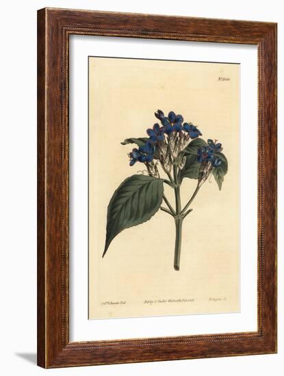 Blue Sage, Eranthemum Pulchellum (Blue-Flowered Justicia, Justicia Nervosa)-Sydenham Teast Edwards-Framed Giclee Print