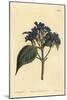 Blue Sage, Eranthemum Pulchellum (Blue-Flowered Justicia, Justicia Nervosa)-Sydenham Teast Edwards-Mounted Giclee Print