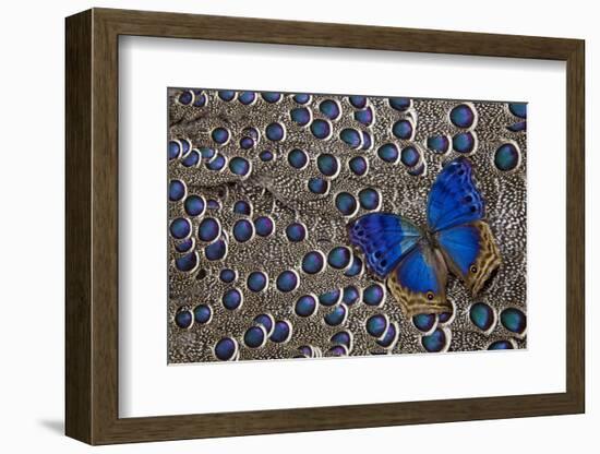 Blue Salamis Butterfly and Grey Peacock Pheasant Feather Design-Darrell Gulin-Framed Photographic Print