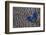 Blue Salamis Butterfly and Grey Peacock Pheasant Feather Design-Darrell Gulin-Framed Photographic Print