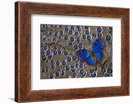 Blue Salamis Butterfly and Grey Peacock Pheasant Feather Design-Darrell Gulin-Framed Photographic Print