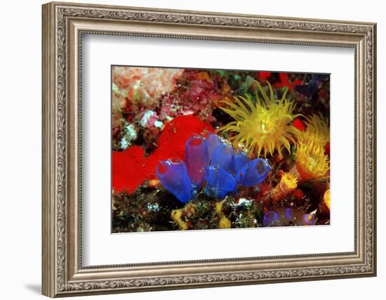 Blue Sea Squirts or Tunicates (Dendrophillia) and Yellow Cave Coral (Tubastrea)-Reinhard Dirscherl-Framed Photographic Print